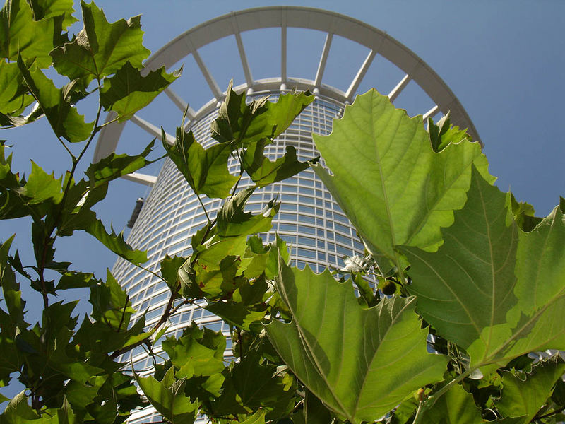 Raupe am Hochhaus oder Aussenfahrstuhl am Ast...