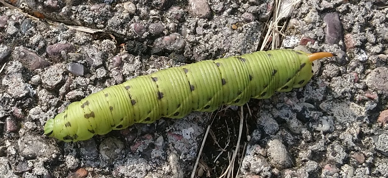 Raupe am Weg - kennt jemand die Art?