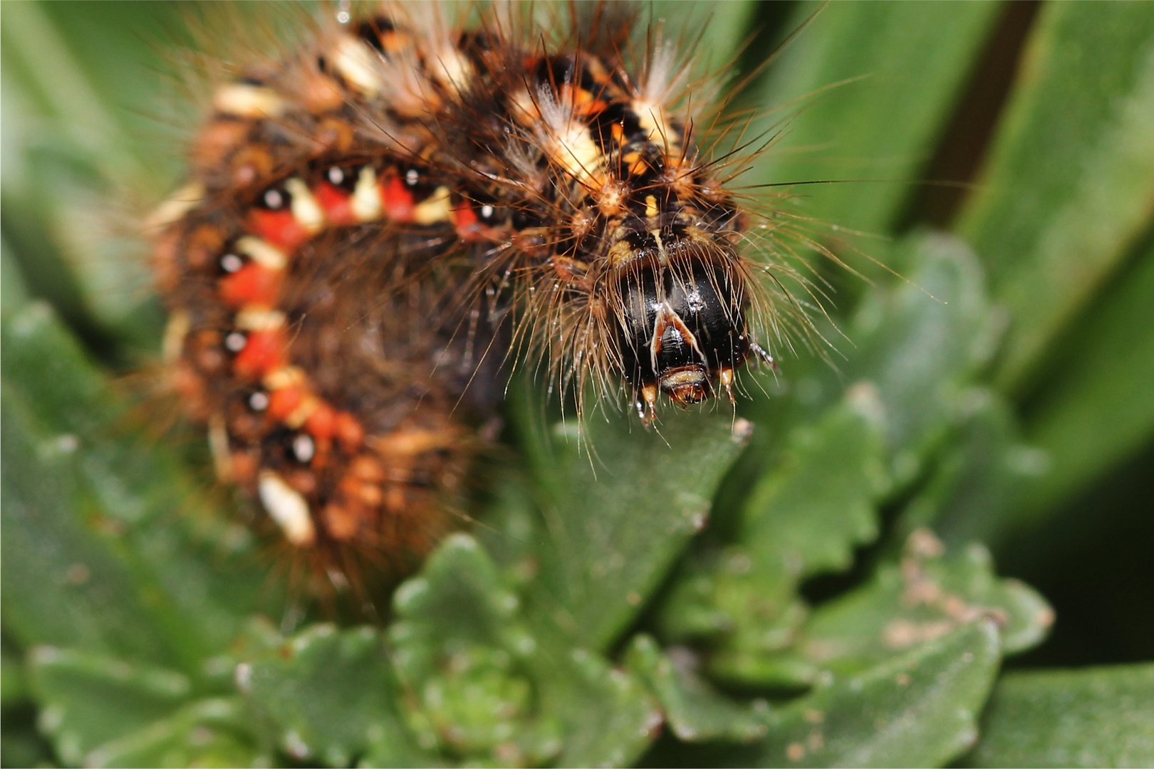 Raupe (Ampfer-Rindeneule)