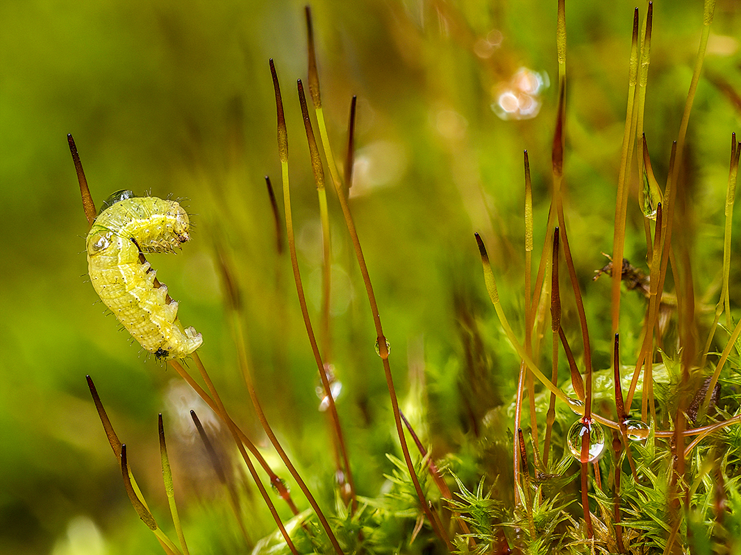 Raupe an Moosblüte 