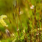 Raupe an Moosblüte 