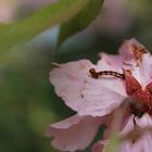 Raupe auf Blüten