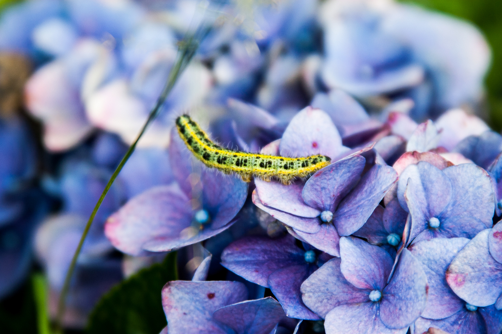 Raupe auf Blumen