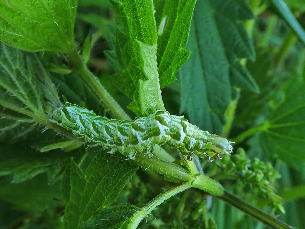 Raupe Auf Brennnessel Foto Bild Natur Insekten Tiere Bilder Auf Fotocommunity