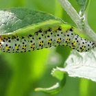 Raupe auf Buddleia