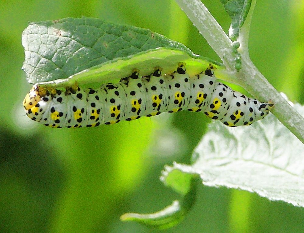 Raupe auf Buddleia