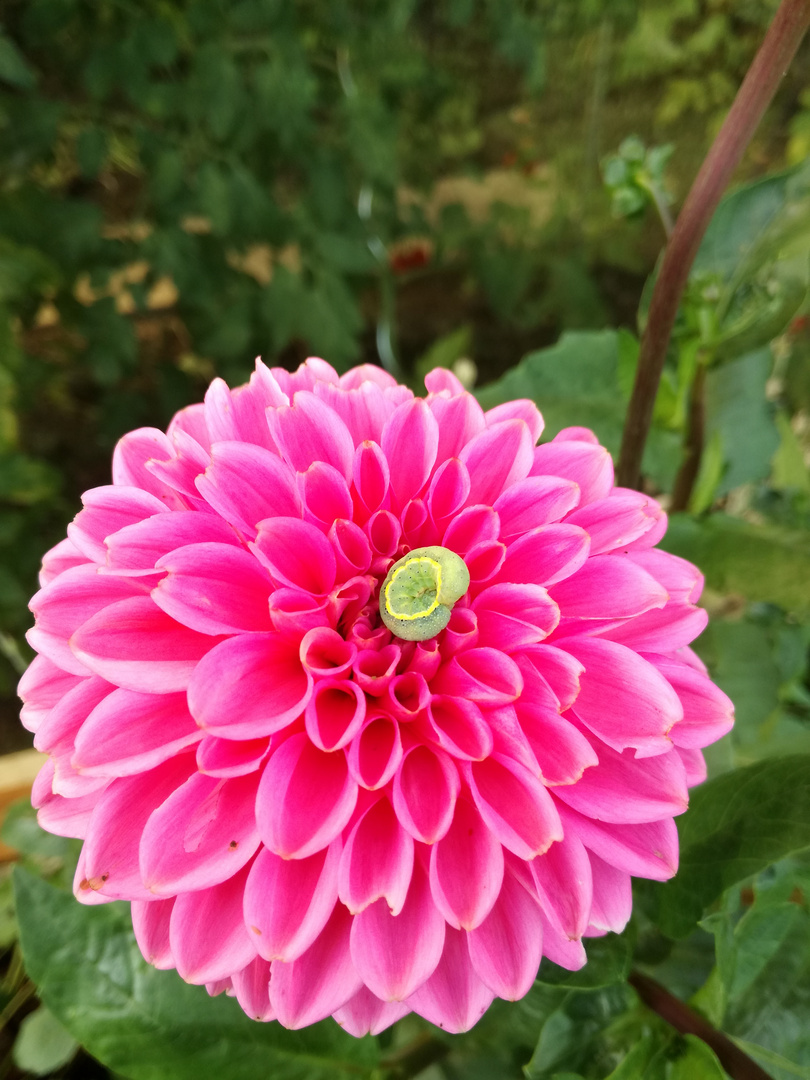 Raupe auf Dahlienblume