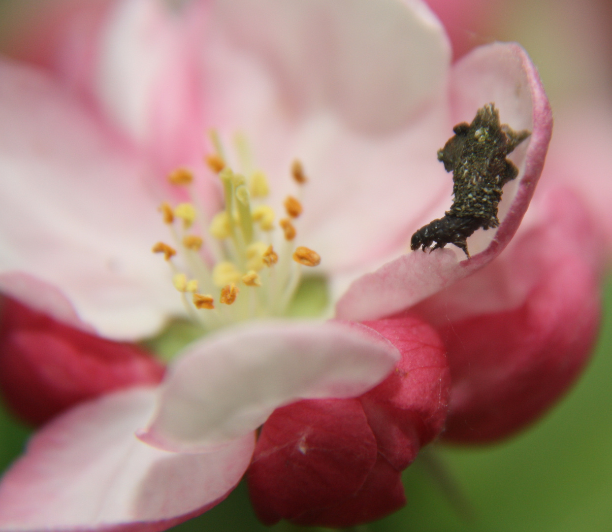 Raupe auf der Blüte eines Zierapfelstrauches