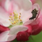 Raupe auf der Blüte eines Zierapfelstrauches