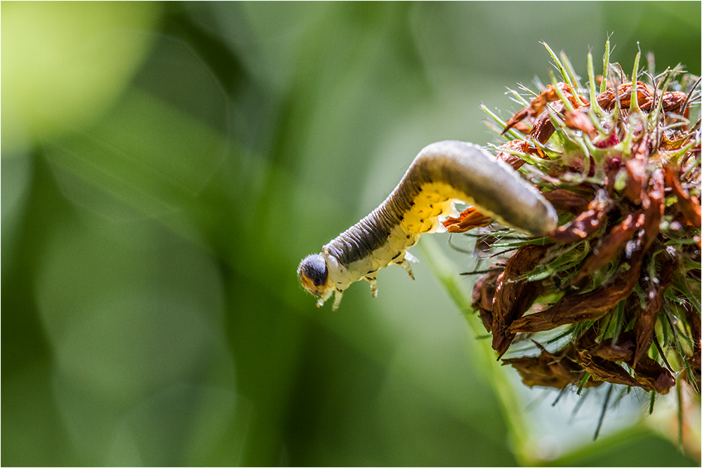 Raupe auf der Flucht