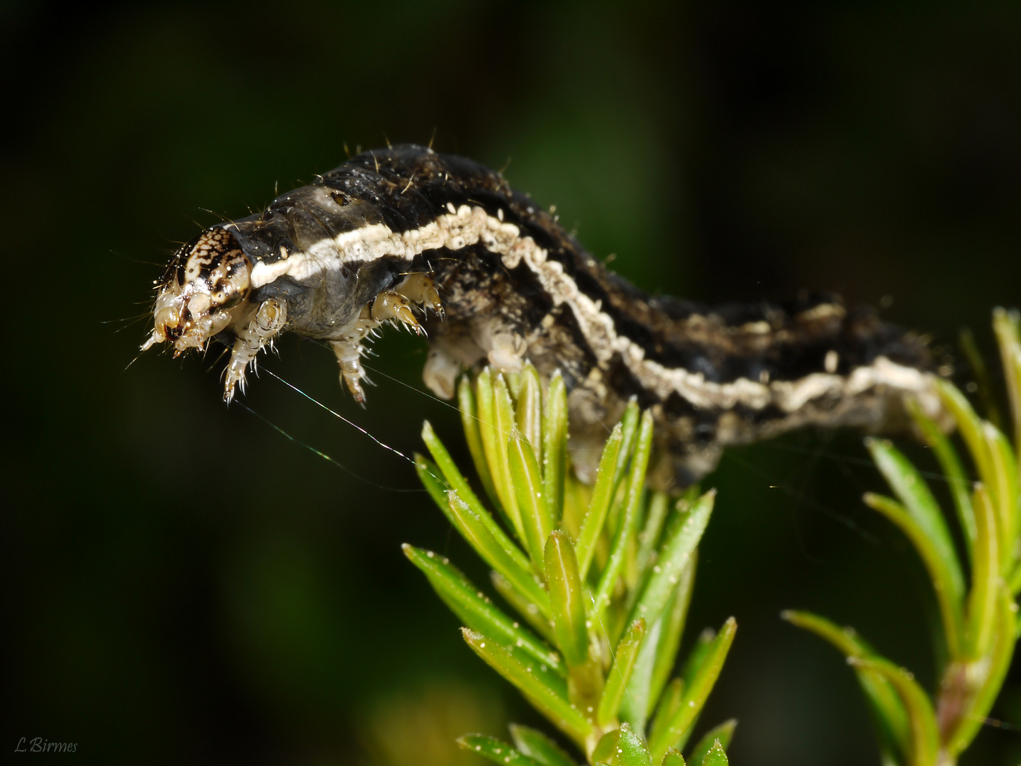 Raupe auf der Flucht