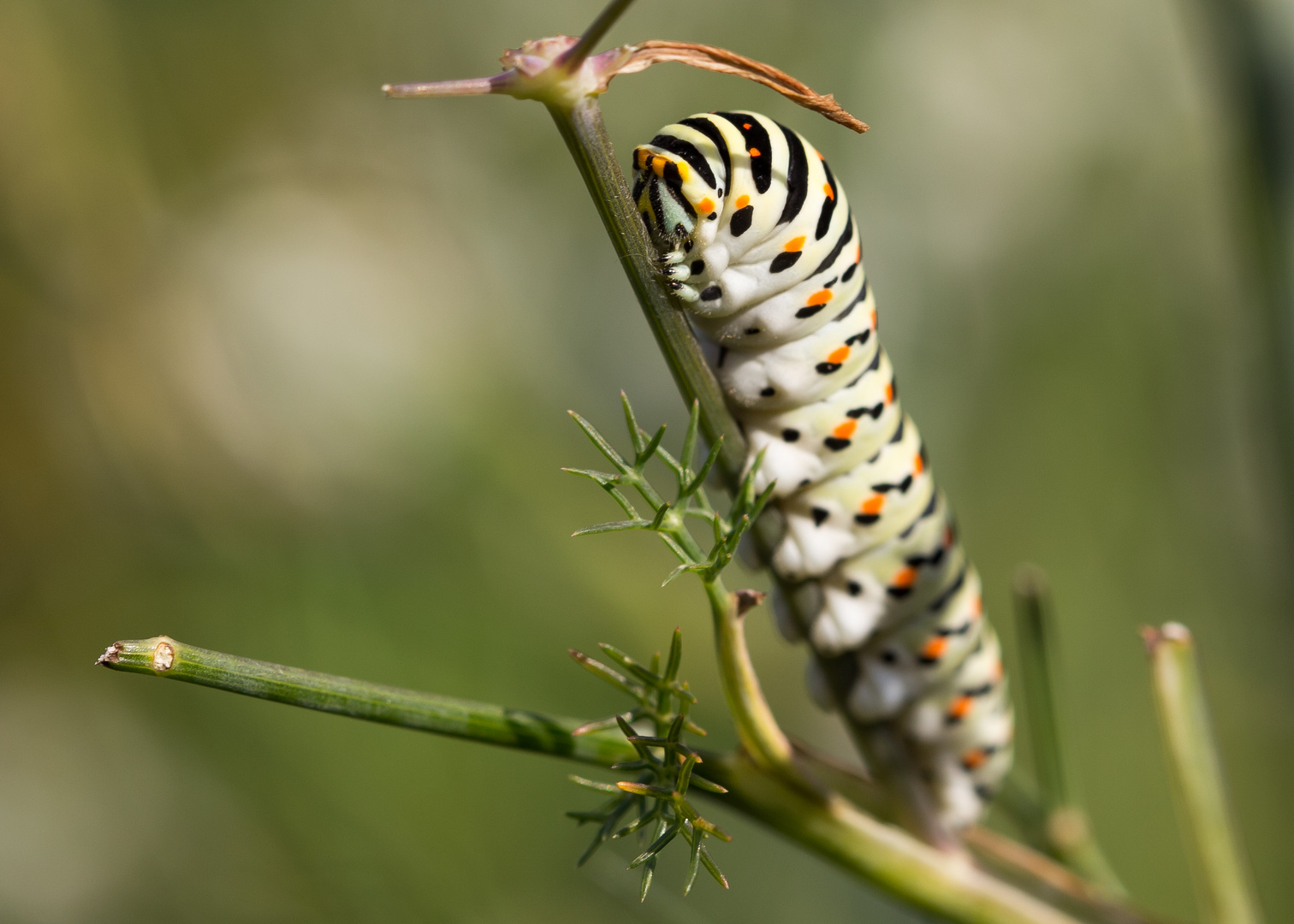 Raupe auf Dill