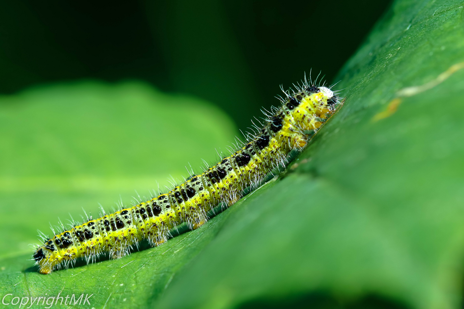 Raupe auf einem Blatt