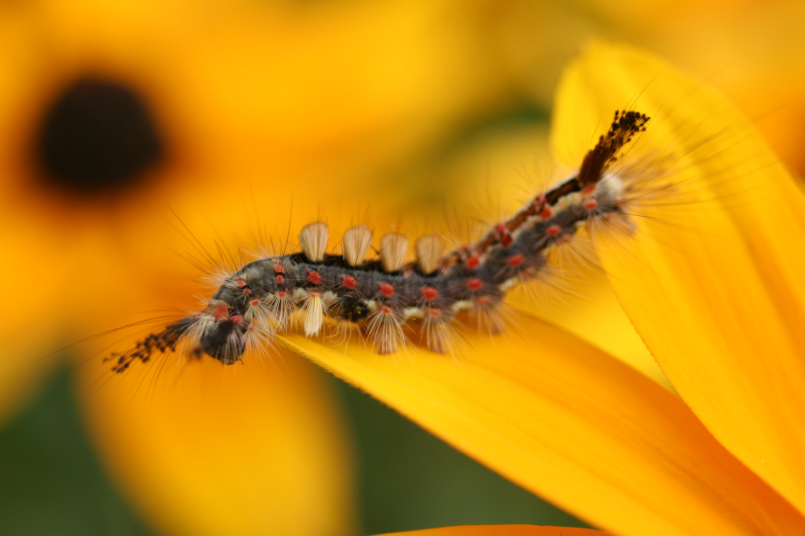 Raupe auf gelben Blüten