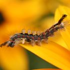 Raupe auf gelben Blüten