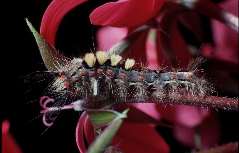 Raupe auf roten Geranienblüten