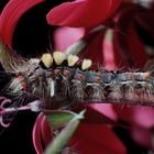 Raupe auf roten Geranienblüten