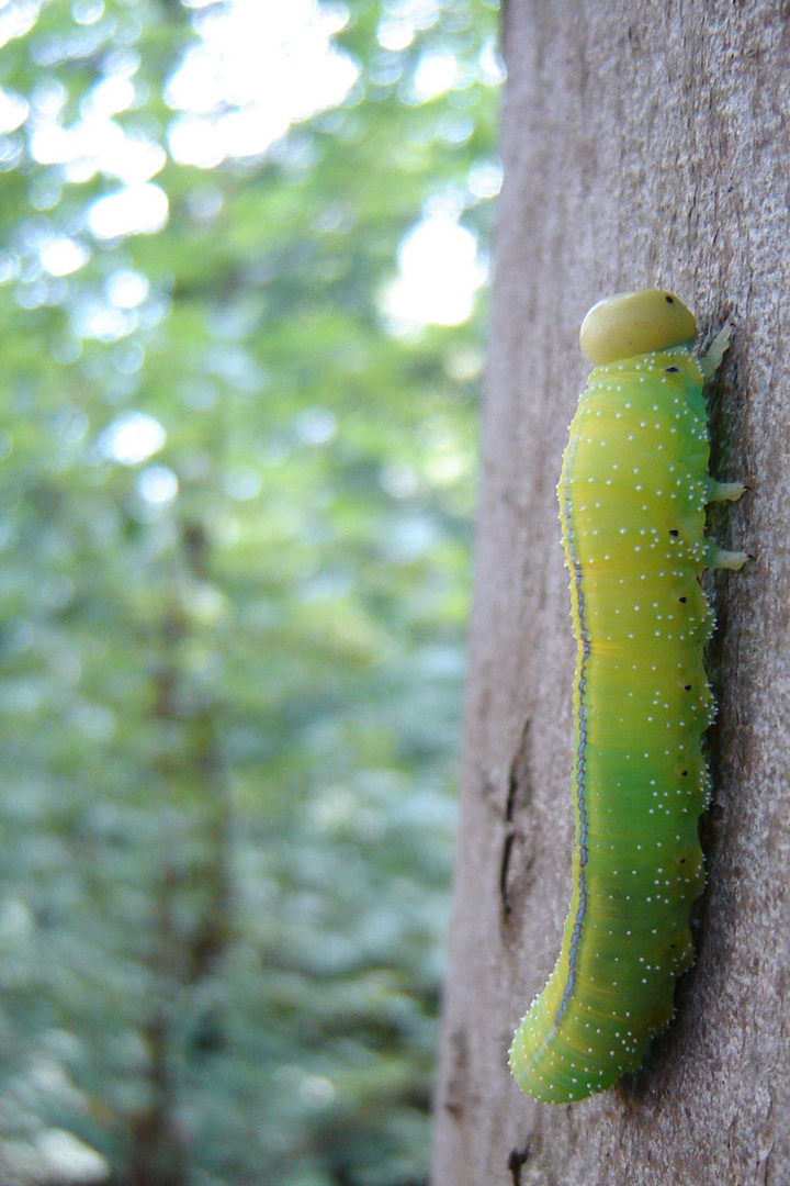 Raupe auf Rügen