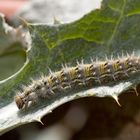 Raupe auf Silberdistel