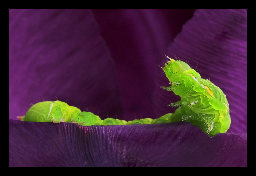 Raupe auf Tulpe