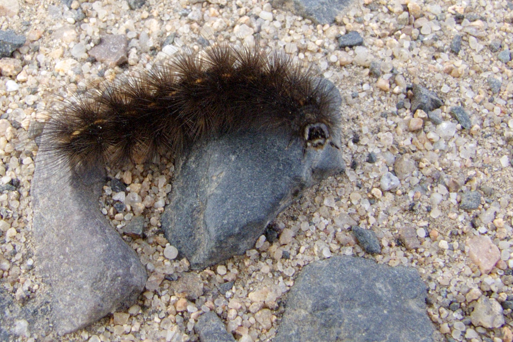 Raupe auf Wanderschaft