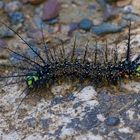 Raupe aus dem Bergregenwald von Peru