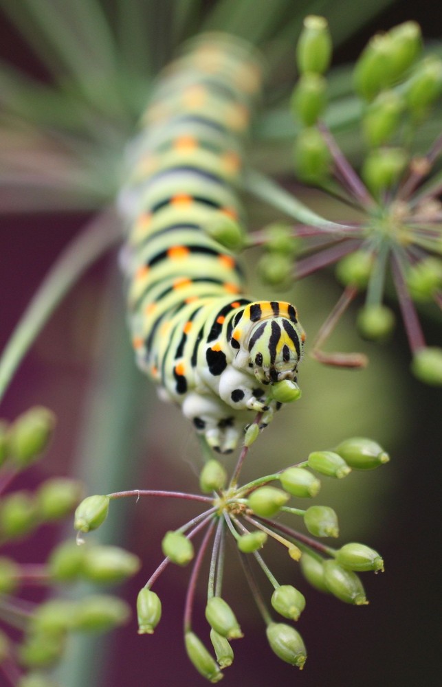 Raupe aus dem Garten I