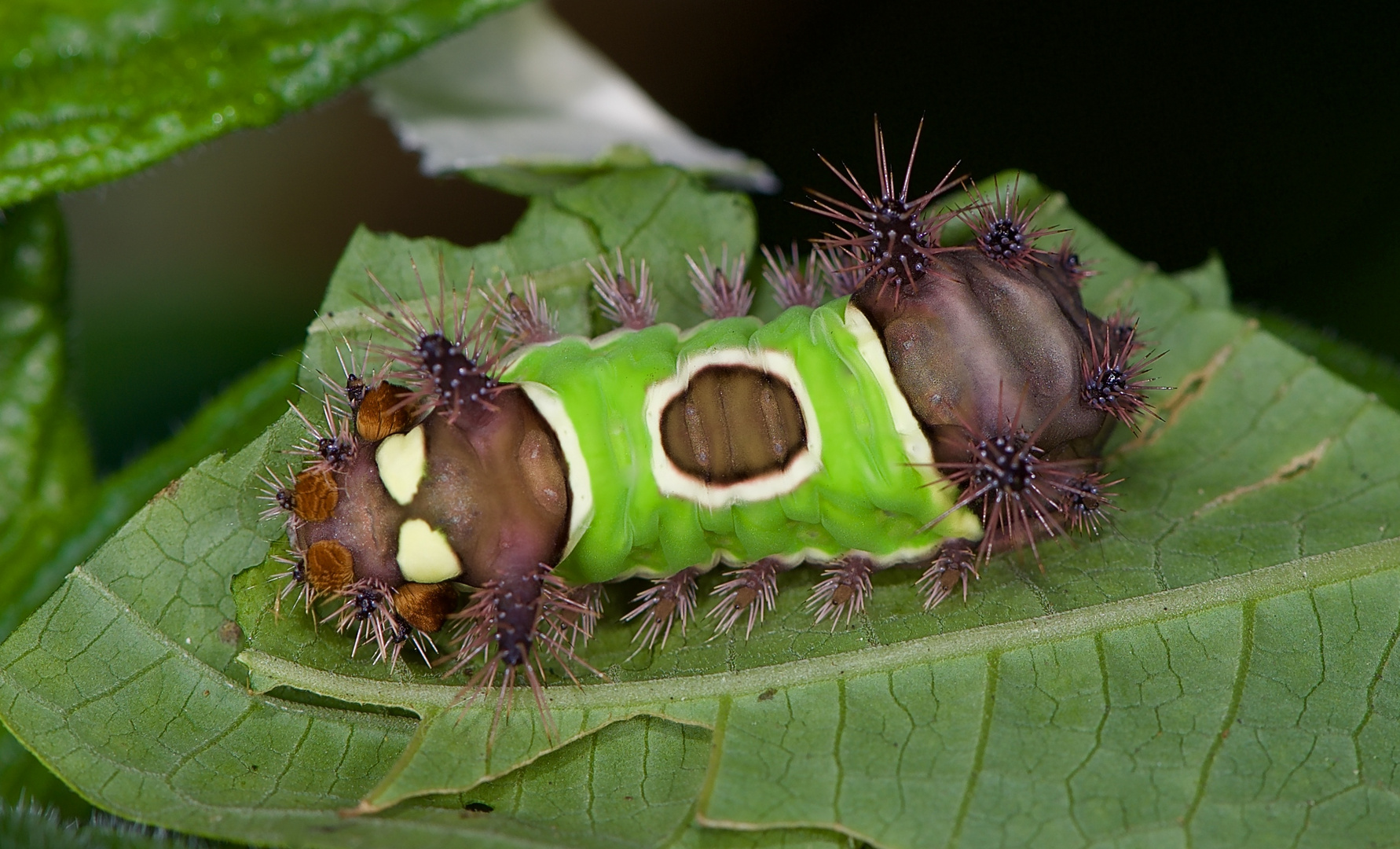 Raupe aus dem Nebelwald von Kolumbien