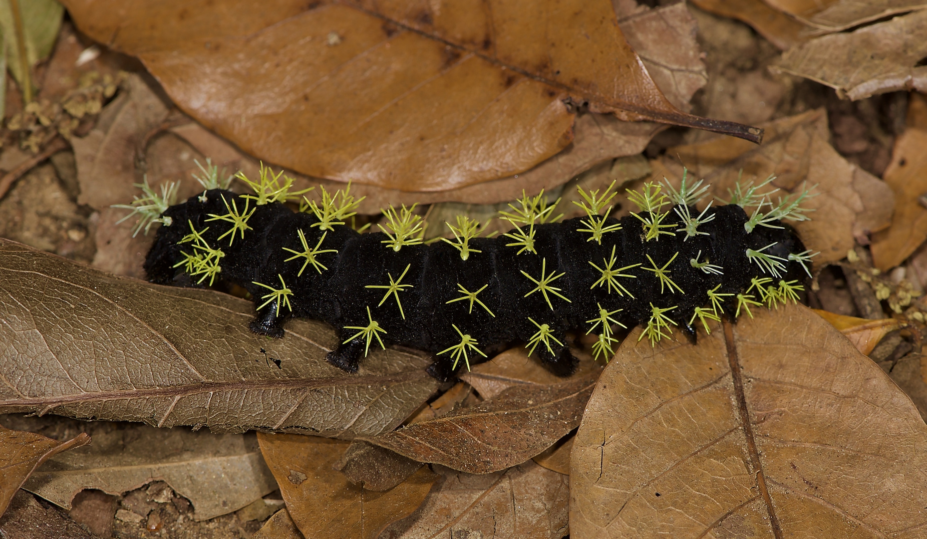 Raupe aus dem Nebelwald von Panama