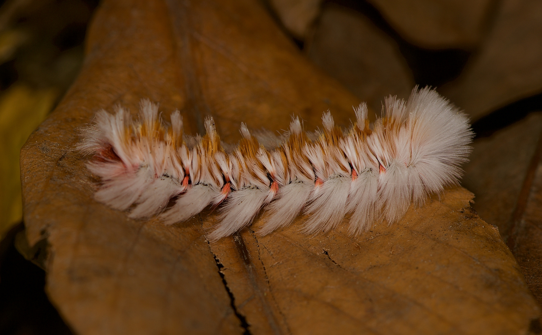 Raupe aus dem Nebelwald von Panama