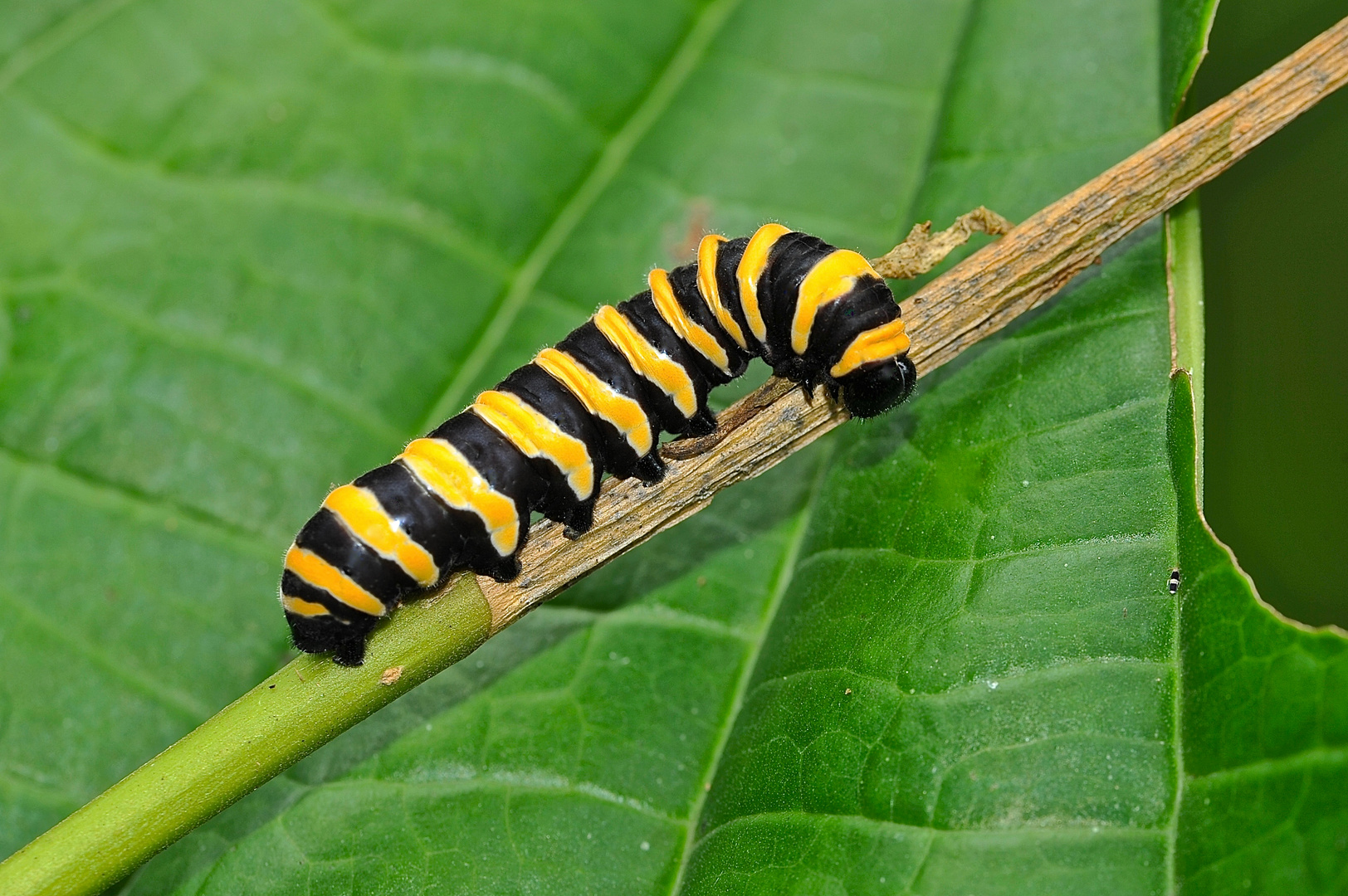 Raupe aus dem Nebelwald von Peru