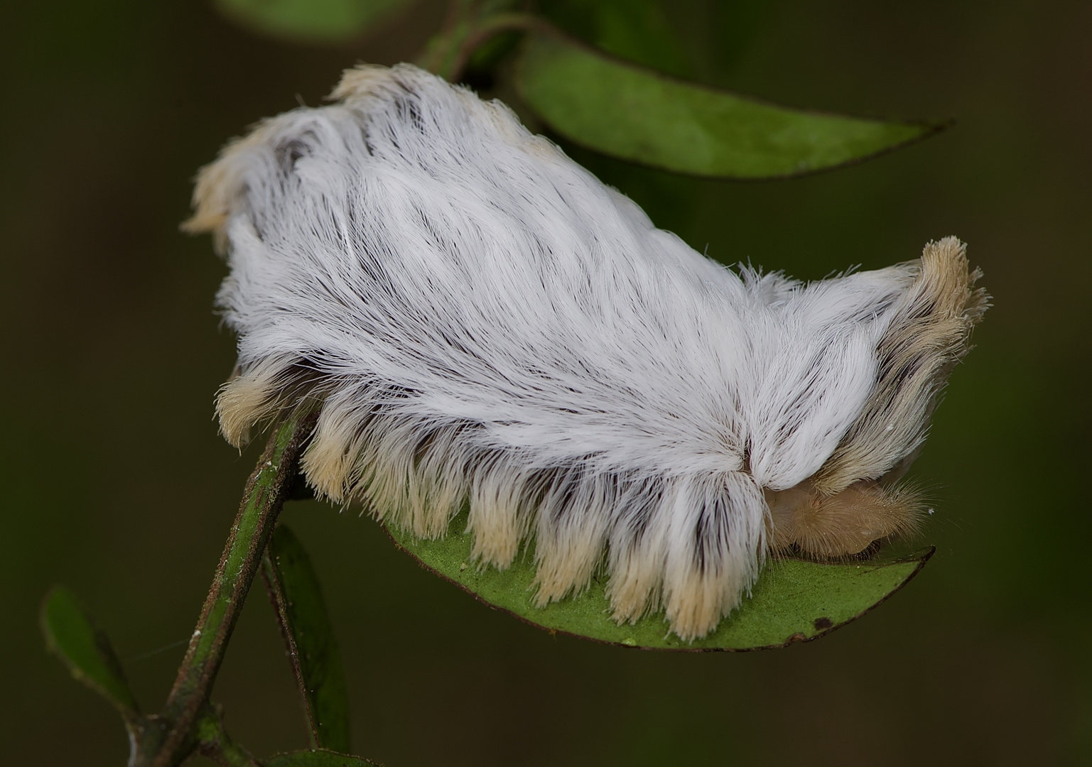 Raupe aus dem Tieflandegenwald von Kolumbien