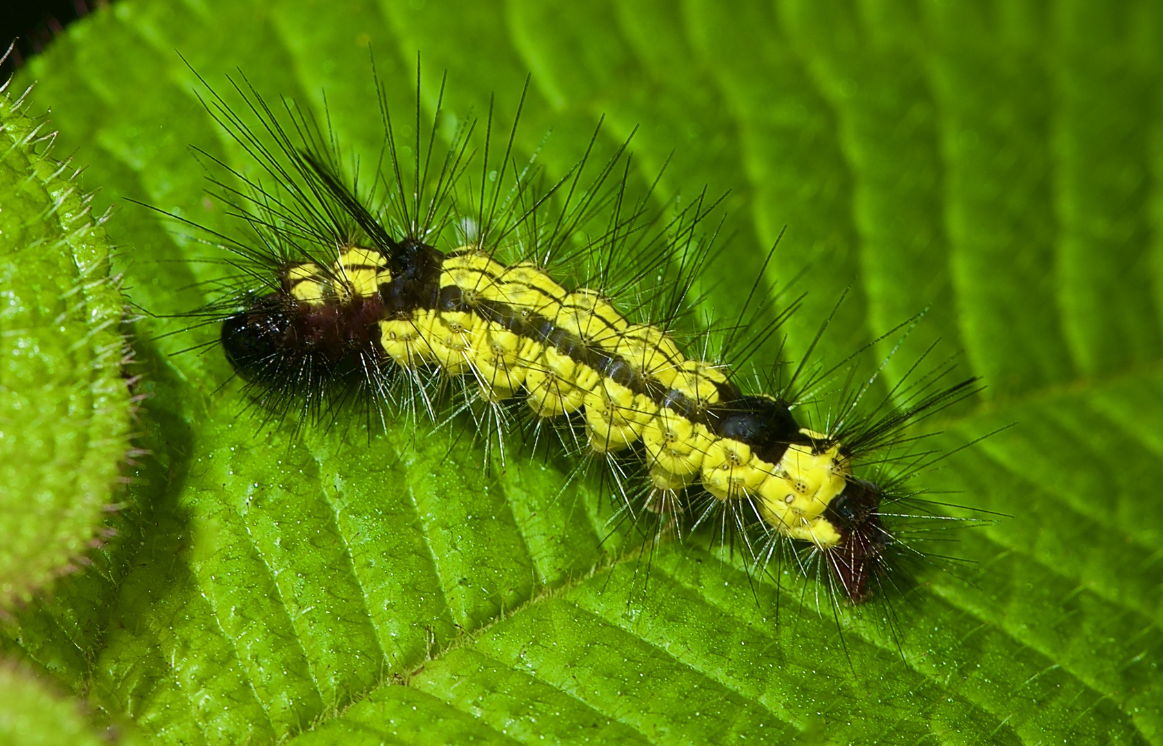 Raupe aus dem Tieflandregenwald von Kolumbien.