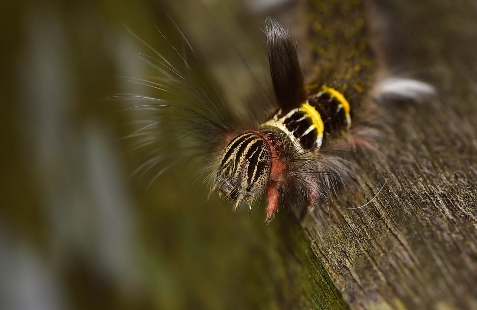 Raupe aus dem Topischen Regenwald von Borneo