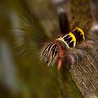 Raupe aus dem Topischen Regenwald von Borneo