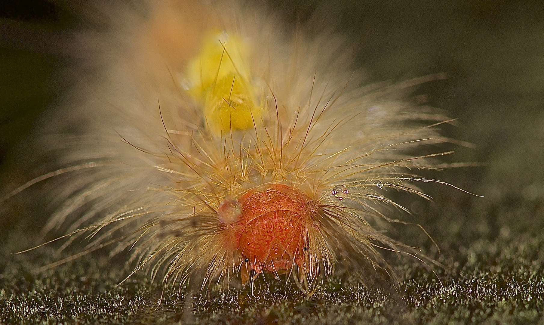 Raupe aus dem Tropischen Regenwald von Borneo