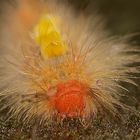 Raupe aus dem Tropischen Regenwald von Borneo