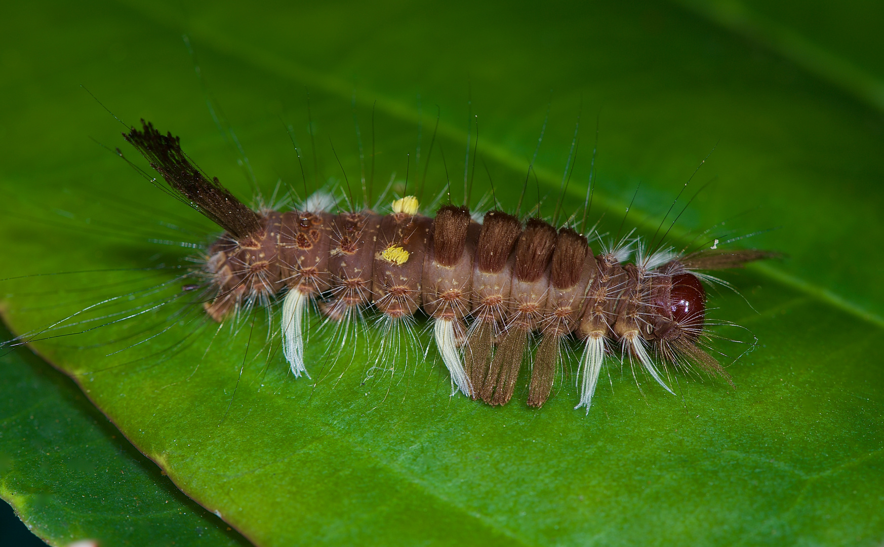 Raupe aus dem Tropischen Regenwald von Borneo