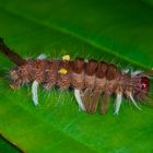 Raupe aus dem Tropischen Regenwald von Borneo