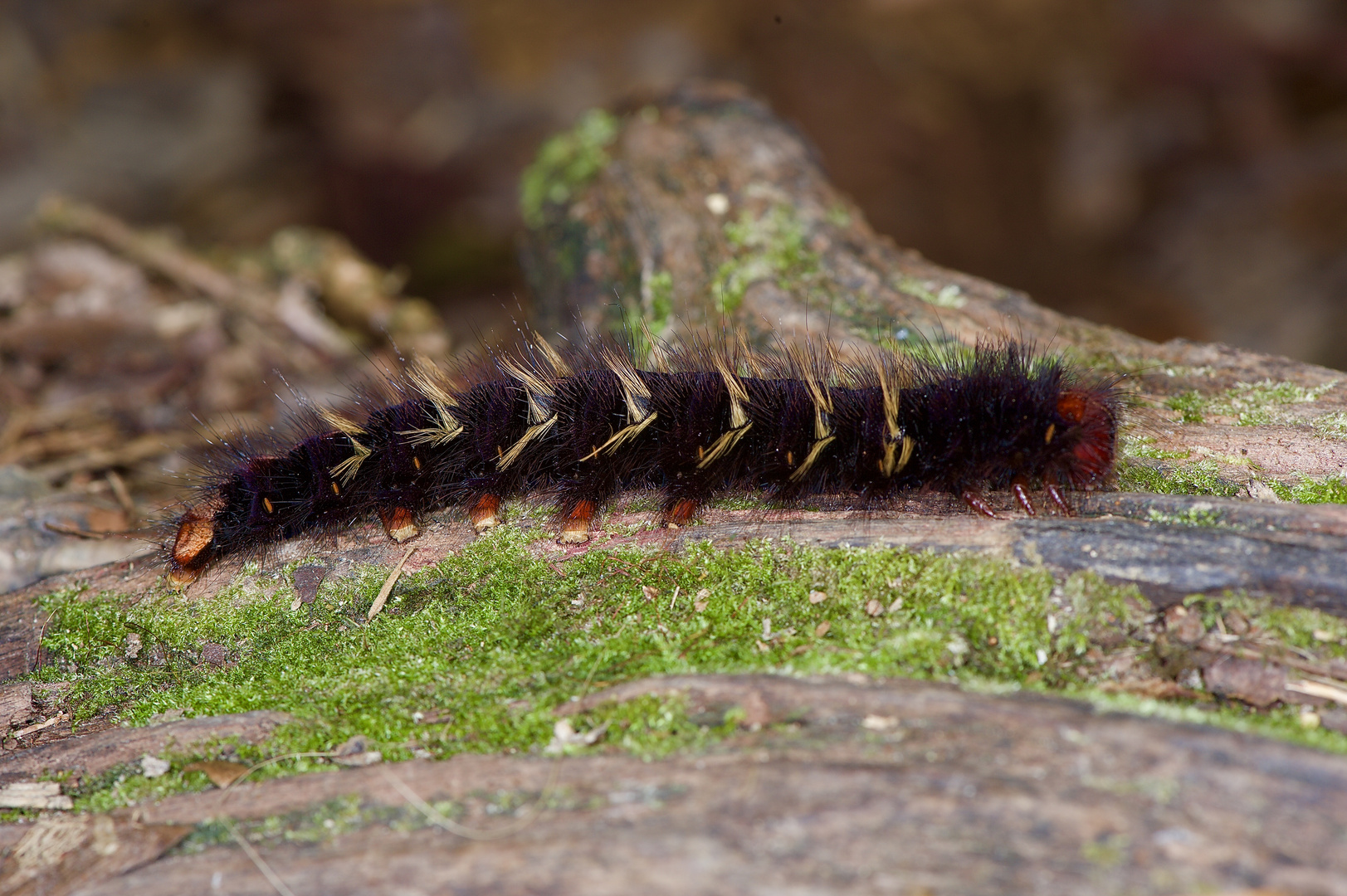 Raupe aus dem Tropischen Regenwald von Borneo