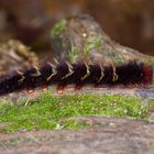 Raupe aus dem Tropischen Regenwald von Borneo