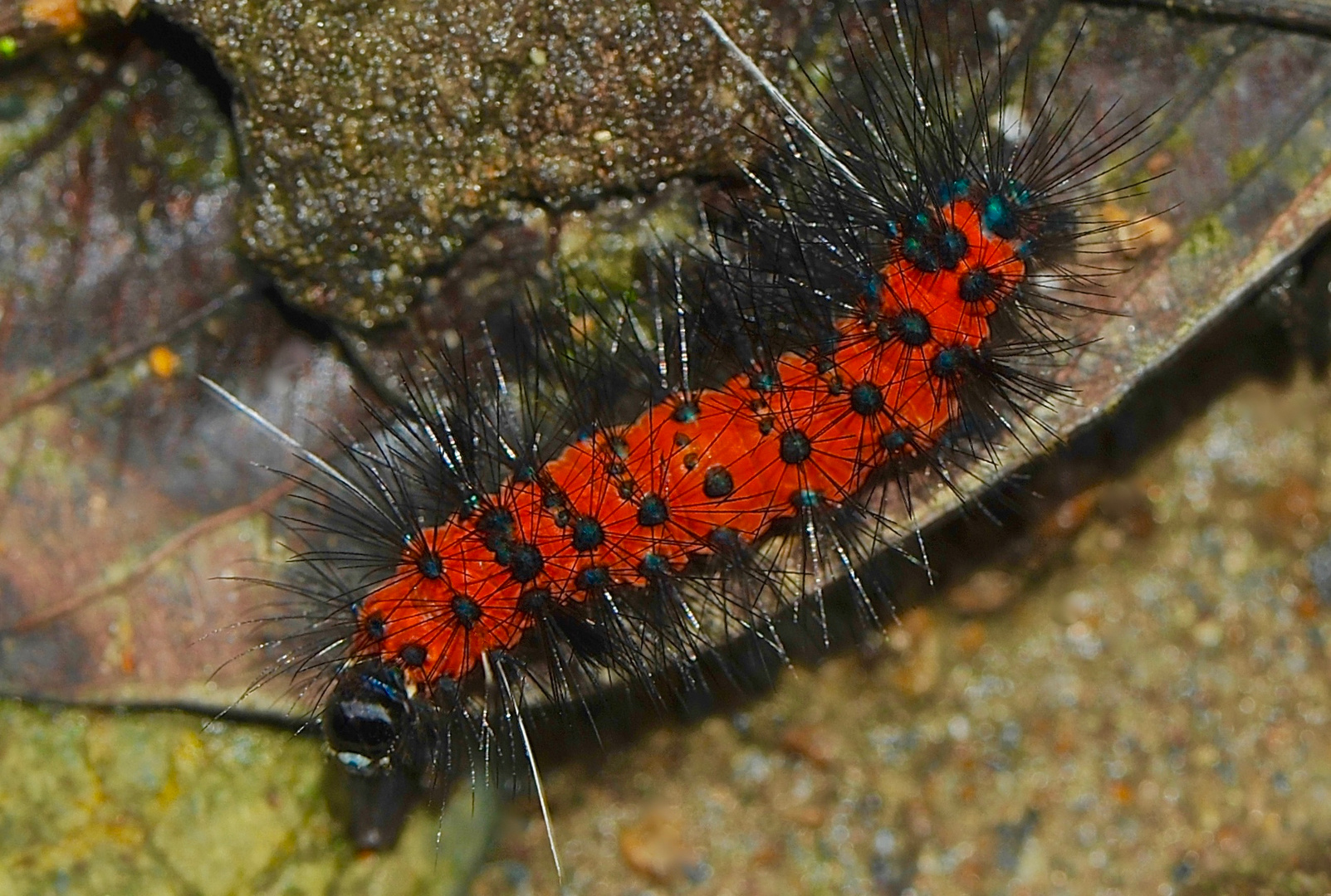 Raupe aus dem Tropischen Regenwald von Ecuador