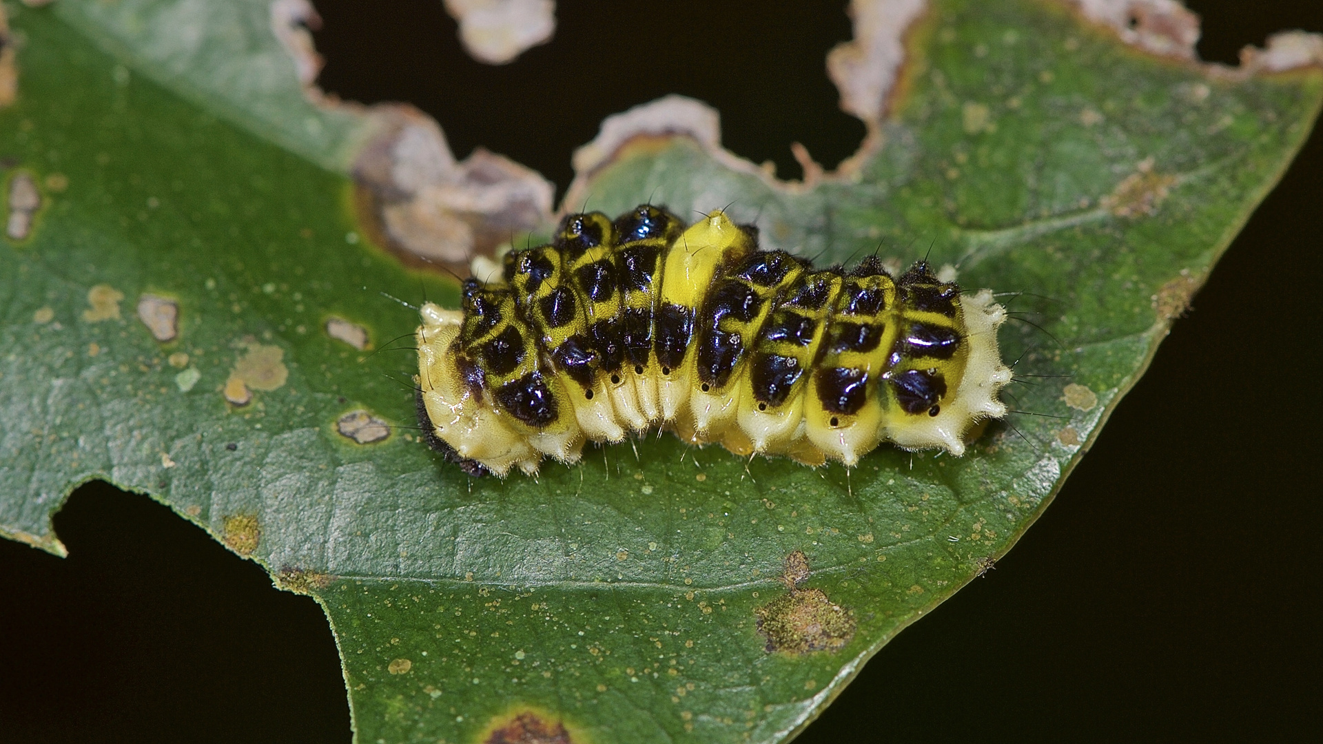 Raupe aus dem Tropischen Regenwald von Thailand