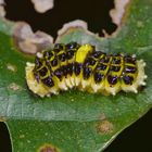 Raupe aus dem Tropischen Regenwald von Thailand