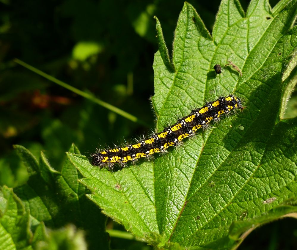 Raupe Foto & Bild | natur, blätter, insekten Bilder auf fotocommunity