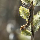 Raupe bei der Mahlzeit