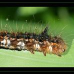 Raupe beim "dinner for one"