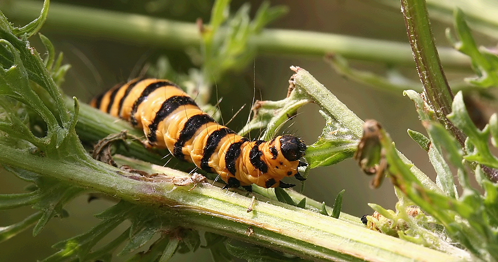 raupe blutbär