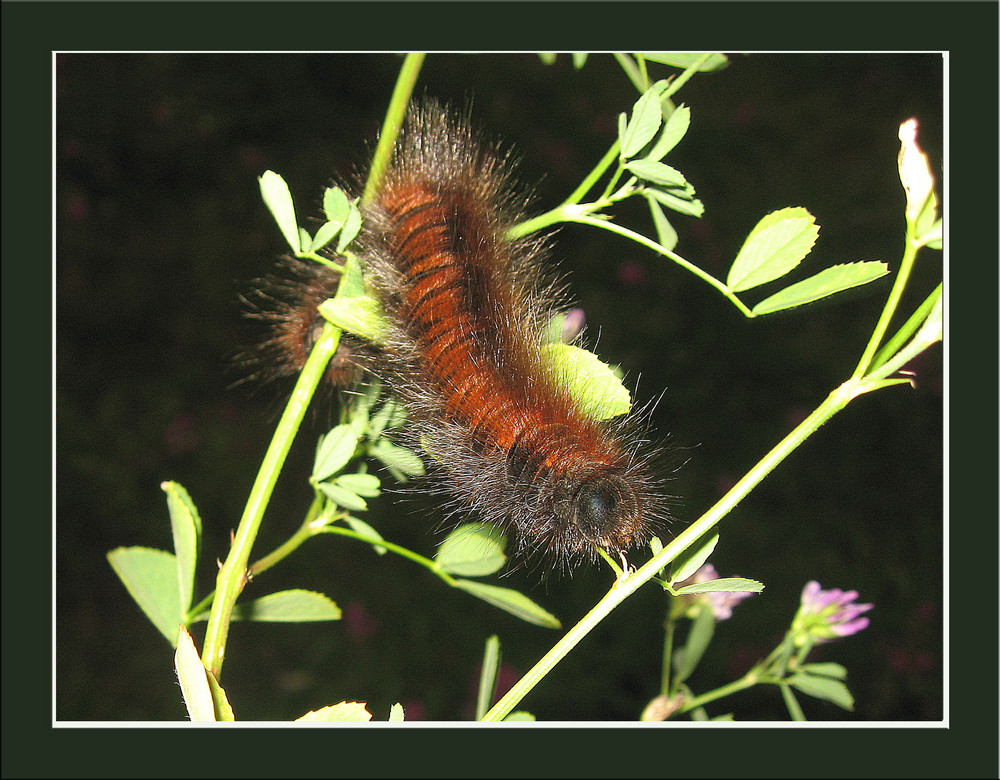 Raupe Brombeerspinner (Macrothylacia rubi) von oben braun