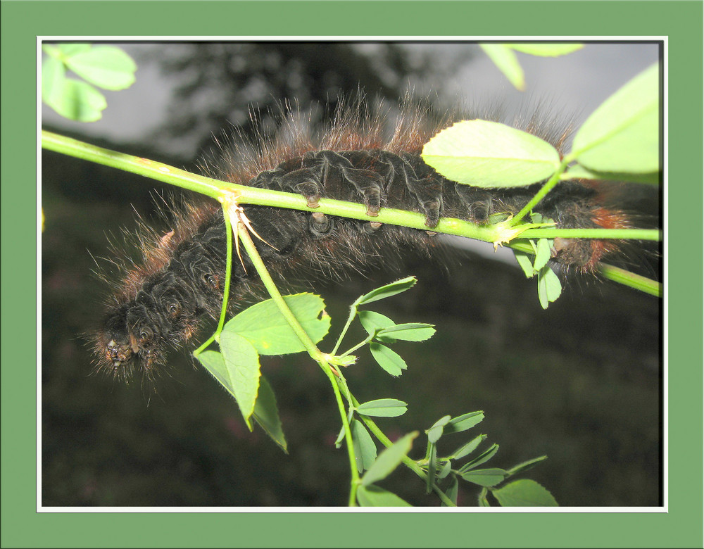 Raupe Brombeerspinner (Macrothylacia rubi) von unten schwarz